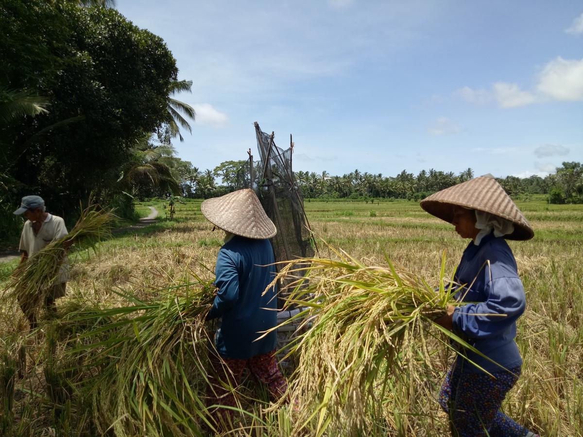 Amara Giri I Villa Ubud Kültér fotó